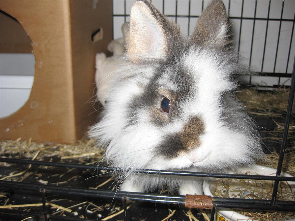 Kanin Ninka Tøsen - Velkommen Til Min Profil!:D billede 3