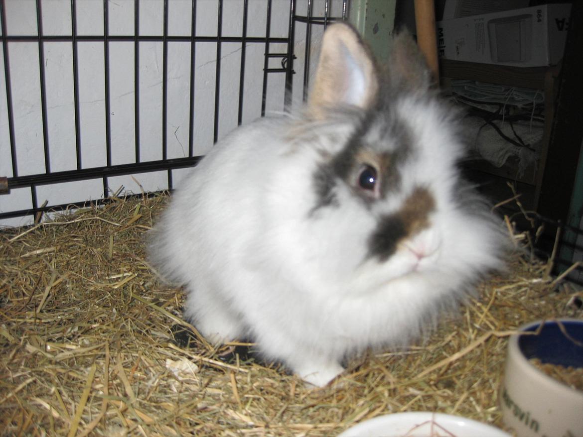 Kanin Ninka Tøsen billede 4