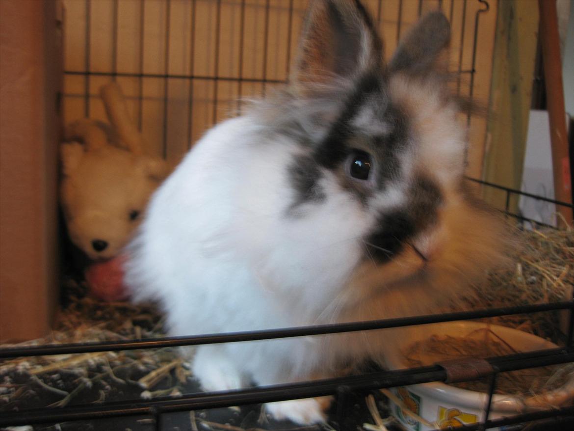 Kanin Ninka Tøsen billede 5