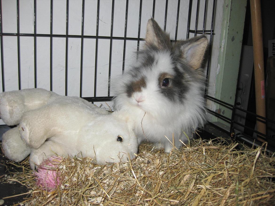 Kanin Ninka Tøsen - Hendes dejlige bamse!! billede 6