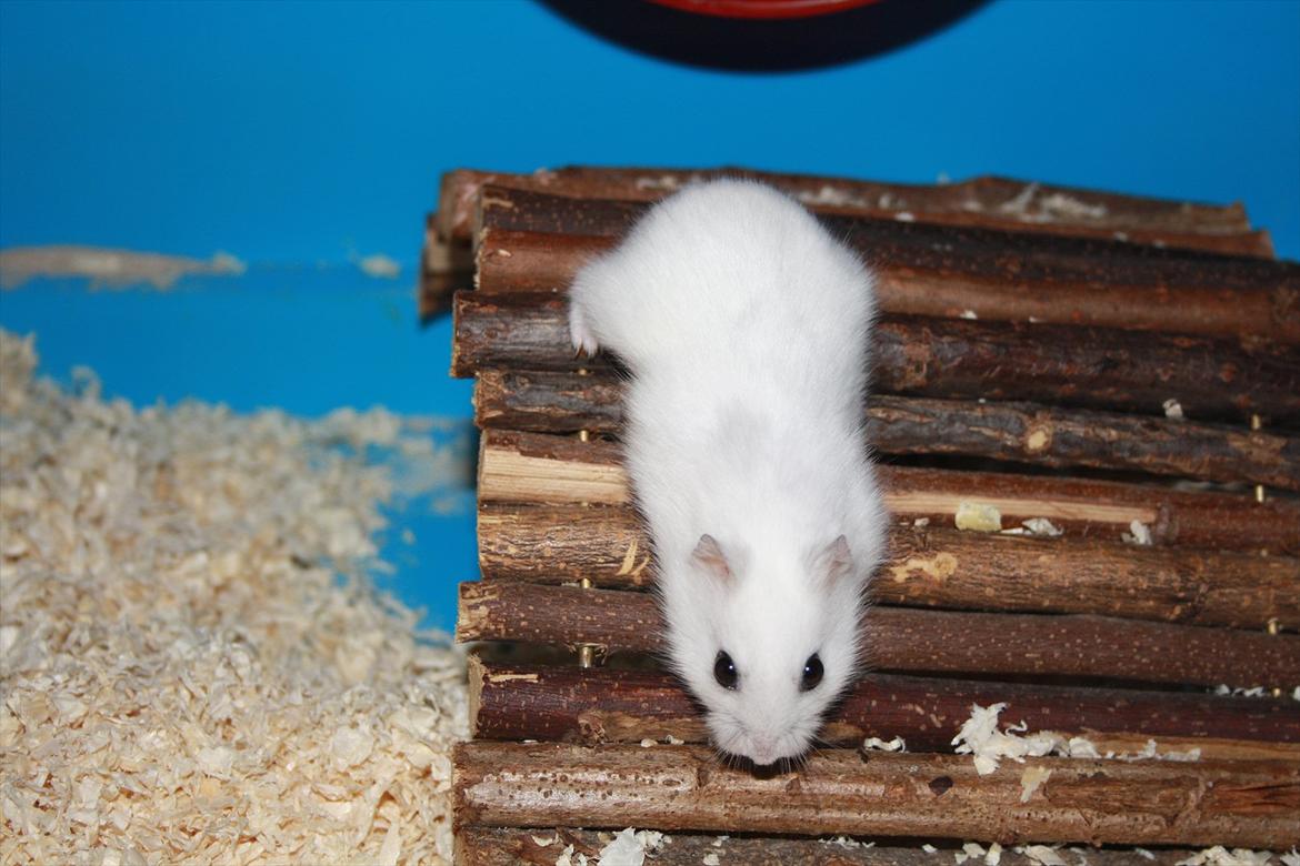 Dværghamster Mumle R.I.P <3 billede 11