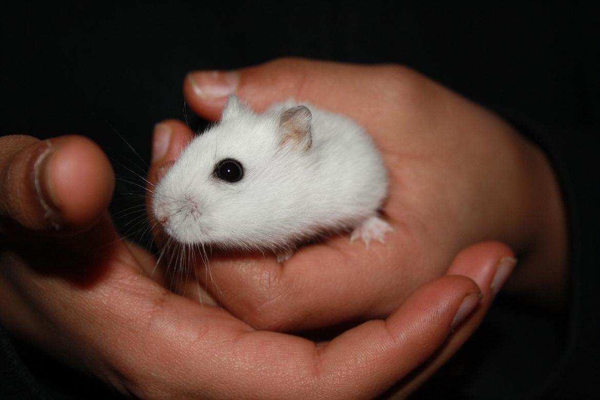 Dværghamster Mumle R.I.P <3 billede 12