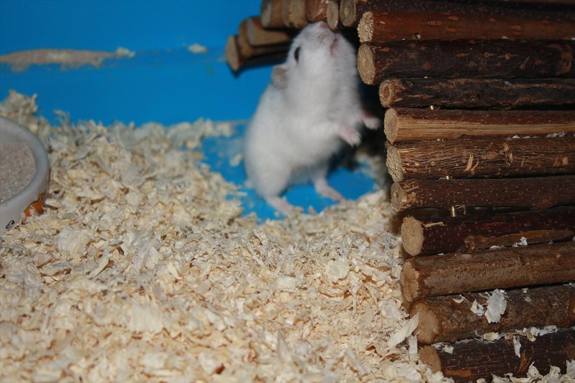 Dværghamster Mumle R.I.P <3 billede 13