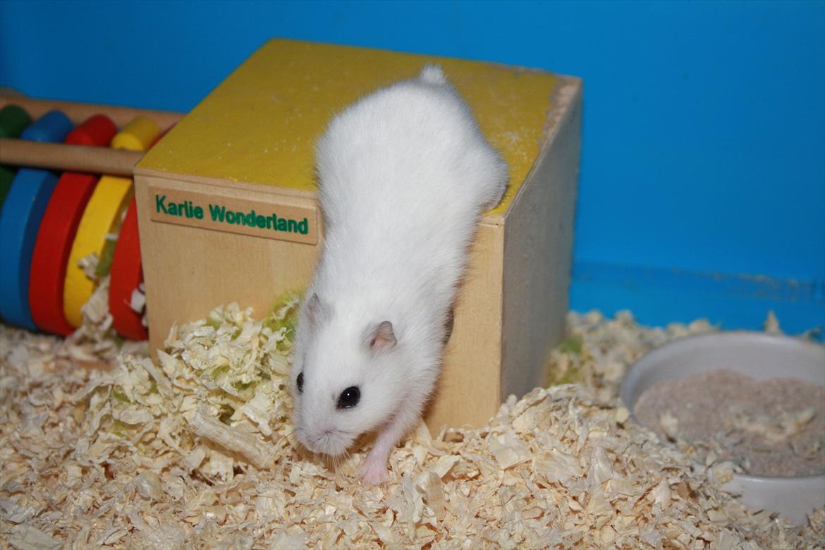 Dværghamster Mumle R.I.P <3 billede 14