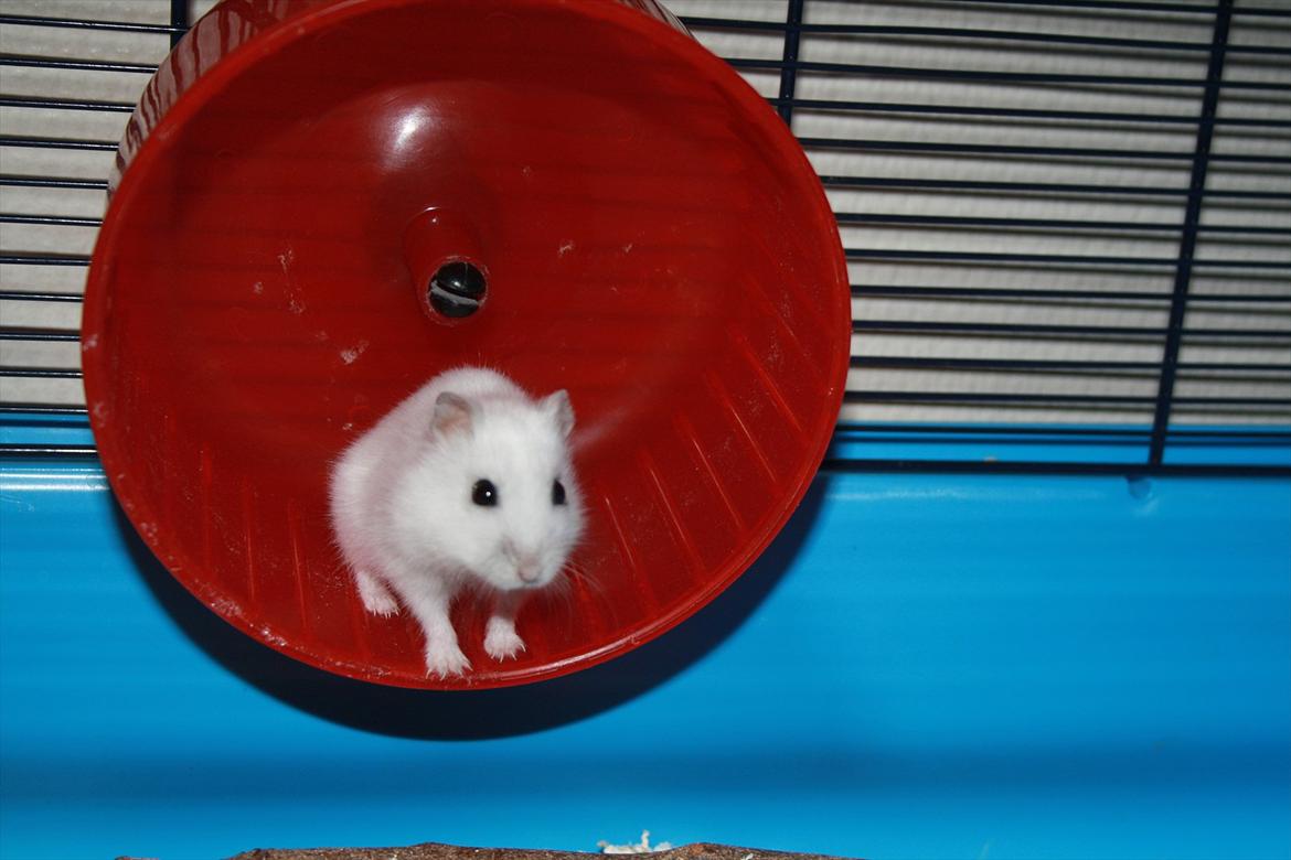 Dværghamster Mumle R.I.P <3 billede 15