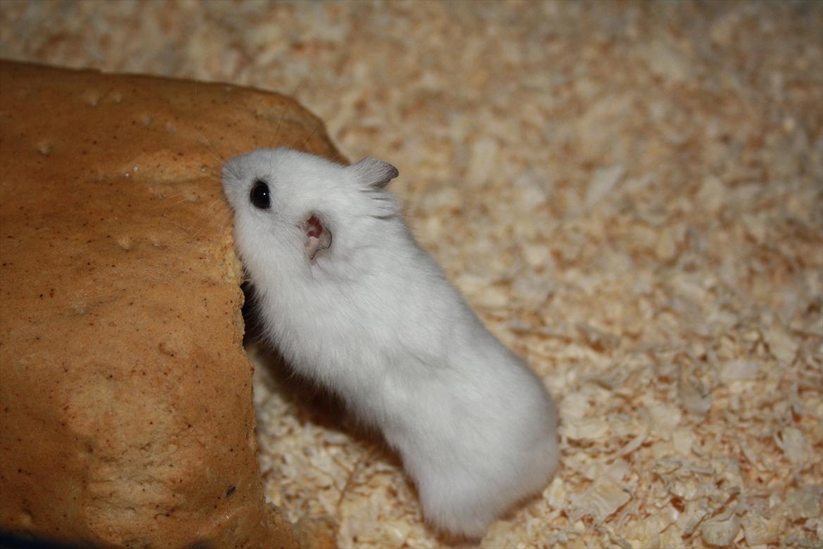 Dværghamster Mumle R.I.P <3 billede 16