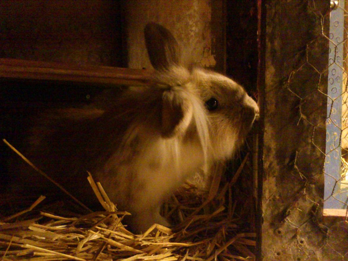 Kanin  ¨˜°º•¤ Stald Kiwis Felix ¤•º°˜¨  billede 1