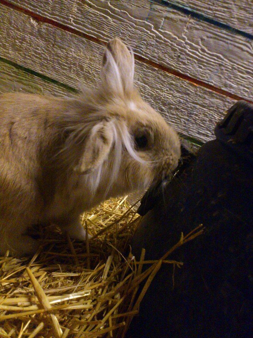 Kanin  ¨˜°º•¤ Stald Kiwis Felix ¤•º°˜¨  billede 5