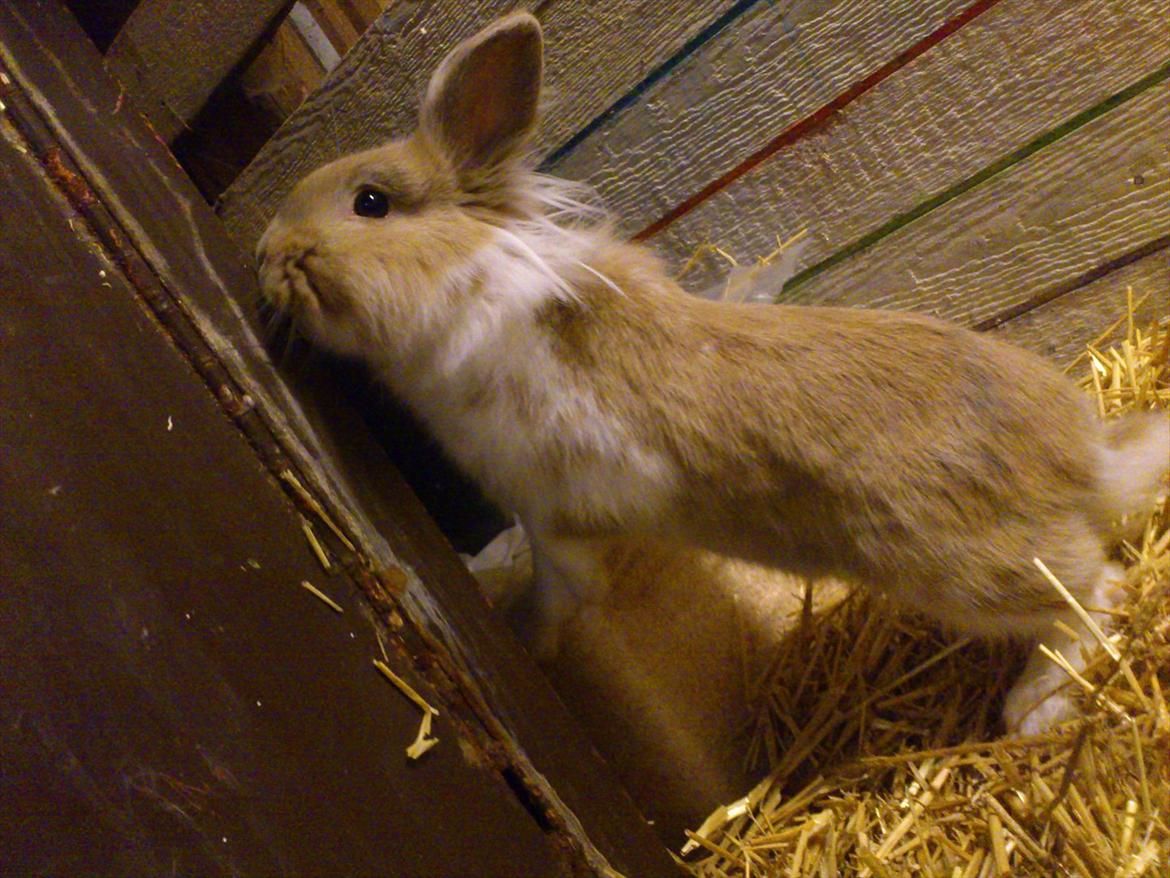 Kanin  ¨˜°º•¤ Stald Kiwis Felix ¤•º°˜¨  billede 6