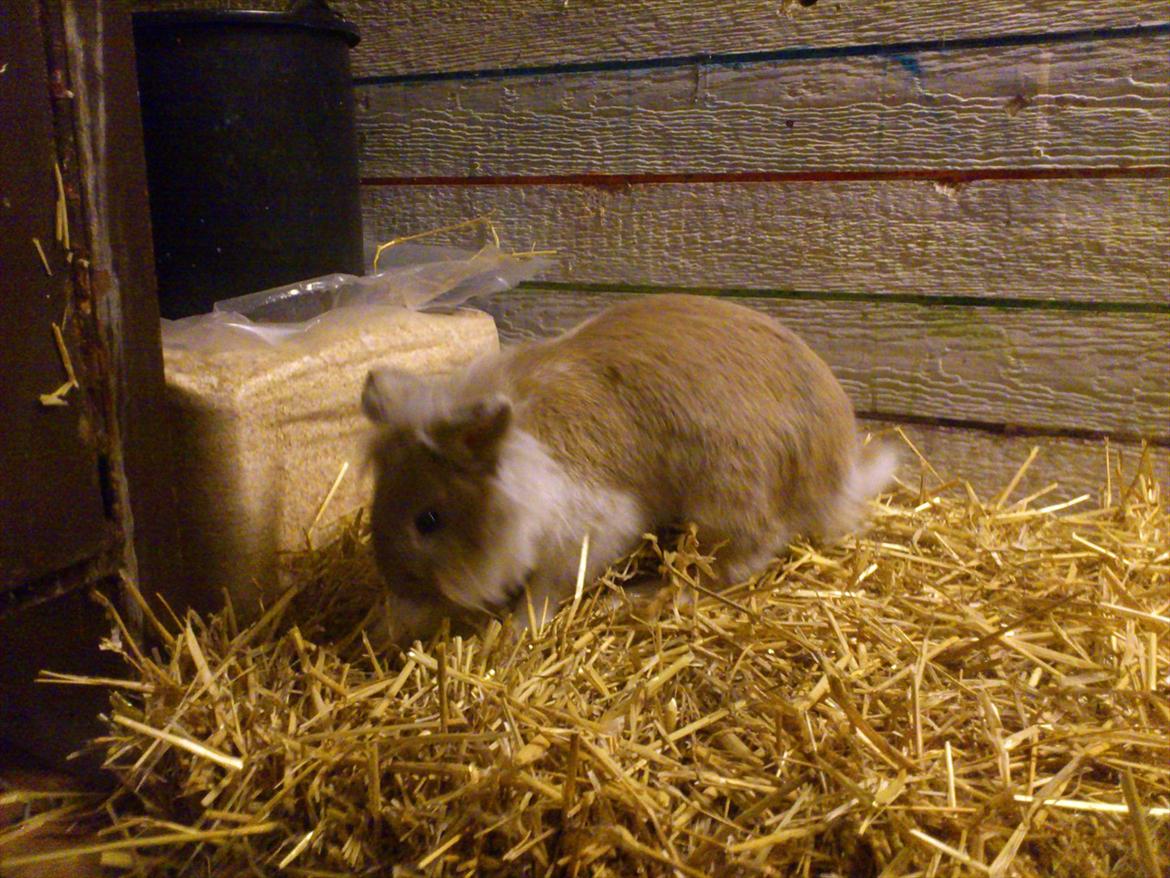 Kanin  ¨˜°º•¤ Stald Kiwis Felix ¤•º°˜¨  billede 7