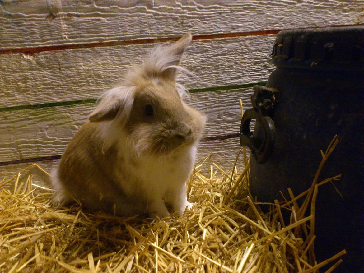 Kanin  ¨˜°º•¤ Stald Kiwis Felix ¤•º°˜¨  billede 8