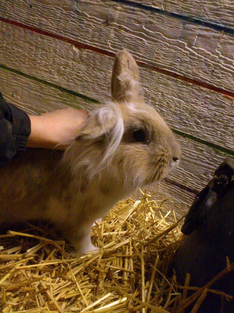 Kanin  ¨˜°º•¤ Stald Kiwis Felix ¤•º°˜¨  billede 9