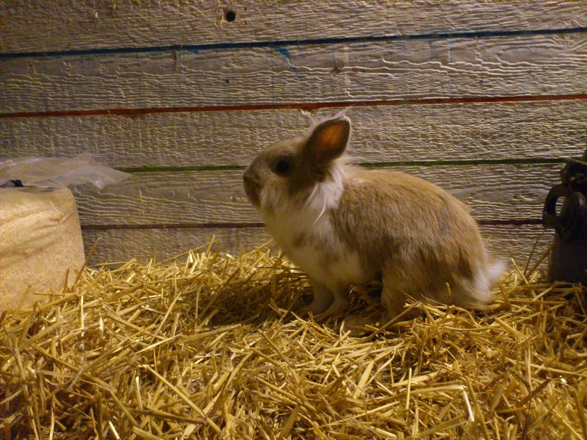 Kanin  ¨˜°º•¤ Stald Kiwis Felix ¤•º°˜¨  billede 11