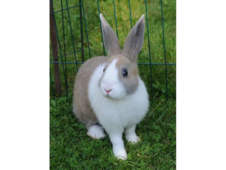 {{currentPhoto.altText}} billede {{currentPhoto.number}}