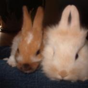 Kanin buller <3 min supper star!!<3