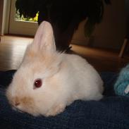 Kanin buller <3 min supper star!!<3