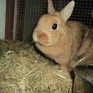 Kanin Bejlegaard´s Snuske <3