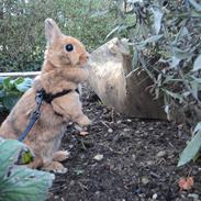 Kanin Bejlegaard´s Snuske <3