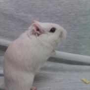 Ørkenrotte Bent R.I.P <3