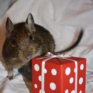 Degu Duffy