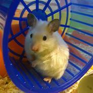 Hamster Baloo