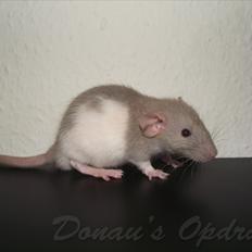 Tamrotte Donau´s Blade runner