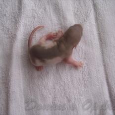 Tamrotte Donau´s Blade runner