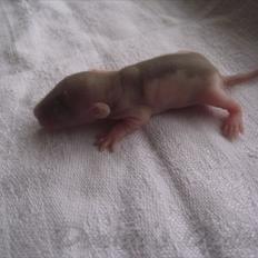 Tamrotte Donau´s Blade runner