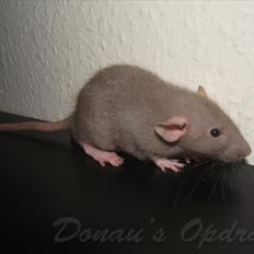 Tamrotte Donau´s Buddy Of Mine *Buddy*