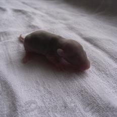 Tamrotte Donau´s Buddy Of Mine *Buddy*