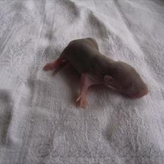 Tamrotte Donau´s Buddy Of Mine *Buddy*