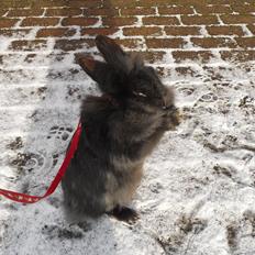 Kanin Fjumse - Min bedste ven †R.I.P.†