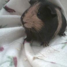 Marsvin » Nulles Sputnik «