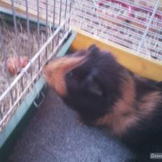 Marsvin » Nulles Sputnik «