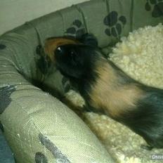 Marsvin » Nulles Sputnik «