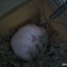 Dværghamster » Big Sweet Angel « R.I.P. †