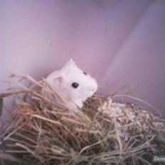 Dværghamster » Big Sweet Angel « R.I.P. †