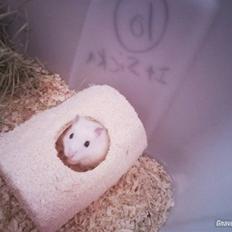 Dværghamster » Big Sweet Angel « R.I.P. †