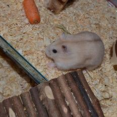 Dværghamster Sir Elliot (Bertram)