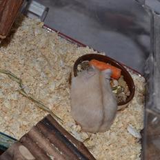 Dværghamster Sir Elliot (Bertram)