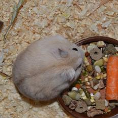 Dværghamster Sir Elliot (Bertram)