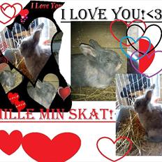 Kanin Mille min prinsesse<3(løbet væk)