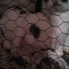 Kanin Stjernen´s bandito!<3 MIN CHARMETROLD!<3