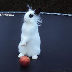 Kanin Stald Spirs Malikhi De Halikhia