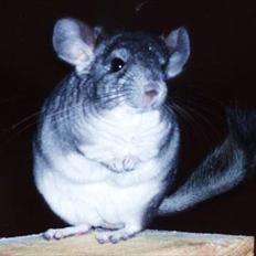 Chinchilla Humu Humu<3.