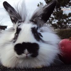 Kanin Stald Spirs Marokko De Maputo