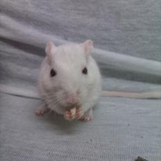 Ørkenrotte Bent R.I.P <3