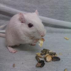 Ørkenrotte Bent R.I.P <3