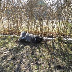 Kanin *Rikke&Sia / / Stald Jürs* Trunde