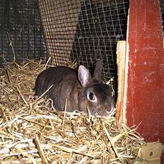 Kanin Keto - hermelin rex